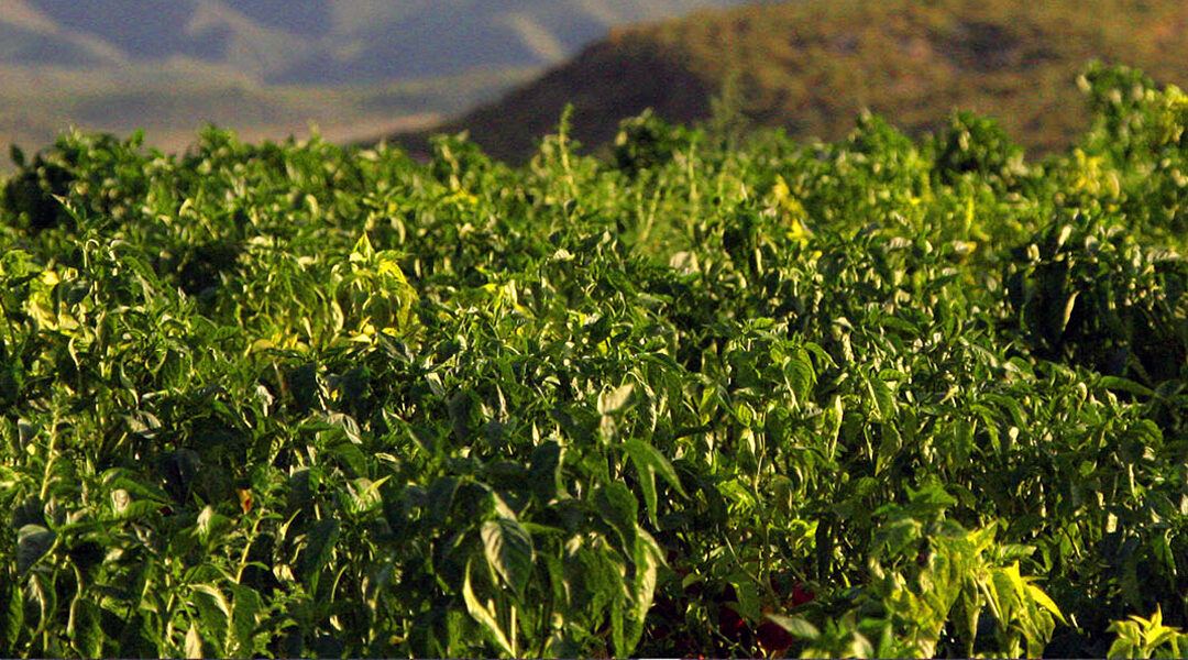 Paprika and its benefits